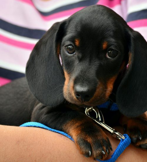 Cute dachshund puppy resting on a person's arm, wrapped in a colorful striped shirt.